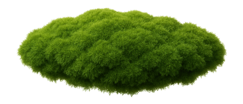 Green moss patch with dense, fine, and velvety texture on a flat surface