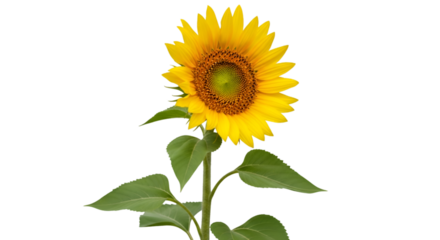 sunflower with green stem, isolated on transparent background.
