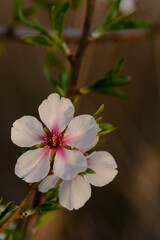 FLORES DE ALMENDRO