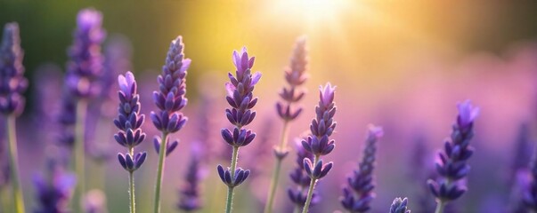 Obraz premium Close-up of fragrant lavender blossoms, bathed in soft sunlight, evoking serenity and spiritual calm Perfect for meditation, yoga, or aromatherapy concepts , wellbeing, sunlight