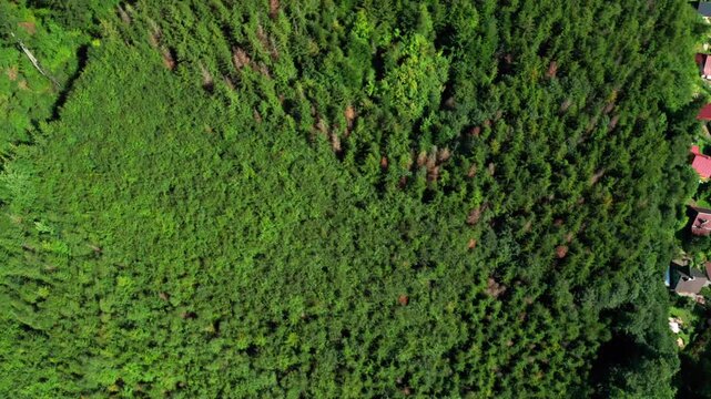 Top shot over green trees in beskydy mountains