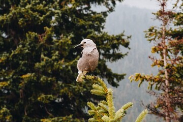 Clark's Nutcracker Bird in Forest Woodland