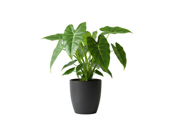Fototapeta premium Green indoor plant in black pot isolated on transparent background, fresh decorative houseplant perfect for home decor, office, botanical, and interior design.