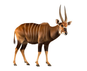 bongo antelope isolated on transparent background