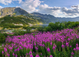 Mountain Landscape with Purple Wildflowers