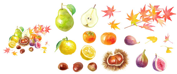紅葉を背景にした秋冬のフルーツの集合の水彩イラスト。構成要素（栗、柿、イチジク、洋梨、柚子、紅葉）の個別のアソート。 