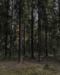 Tranquil Pine Forest Path