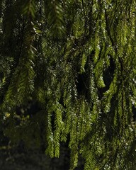 Lush Green Pine Tree Branches in Sunlight
