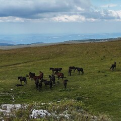 Horses Grazing on a Grassy Plain