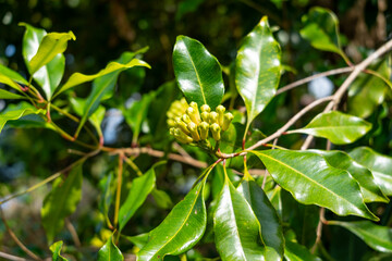 Clove bud growing on tree in Tentena, Sulawesi, Indonesia forest