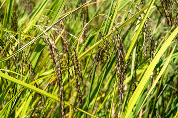Close-up of rice plants in Toraja, Sulawesi, Indonesia