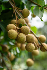 Ripe longan on the tree in summer.