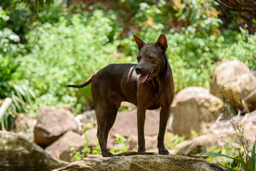 A black Chinese rural dog in the orchard
