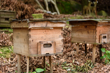Wooden beehive in the orchard.
