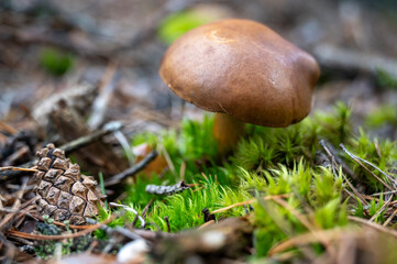 mushrooms in the forest, close up view