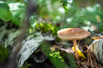 Close-up of a wild mushroom growing in a forest among moss, pine needles, and fallen branches.