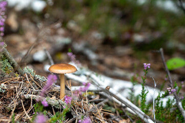 Close-up of a wild mushroom growing in a forest among moss, pine needles, and fallen branches.