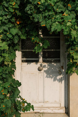 Old white wooden door covered with lush green ivy, rustic Mediterranean aesthetic.