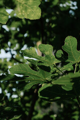 green leaves of a fig tree in the morning sun