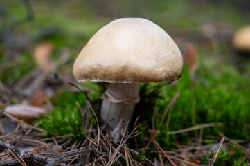 mushrooms in the forest, close up view