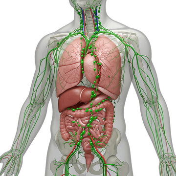 Anatomical illustration of the human lymphatic system and internal organs isolated on transparent background