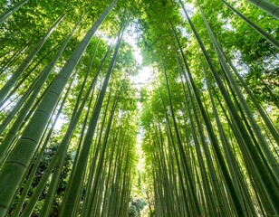 Fototapeta premium Lush bamboo forest, looking up