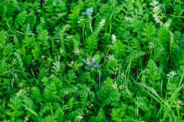 Japanese Buttercup in the high altitude grassland