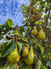 Homegrown Conference pears from a garden in Nottingham, UK