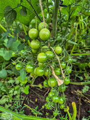 homegrown green cherry tomatoes on the vine in a garden in nottingham, uk.