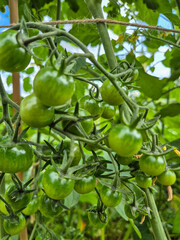 homegrown green cherry tomatoes on the vine in a garden in nottingham, uk.
