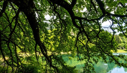 Fototapeta premium Lush canopy over tranquil lake