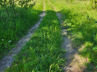 Obraz premium A country road overgrown with green grass and shaded by a tree on a bright summer day.