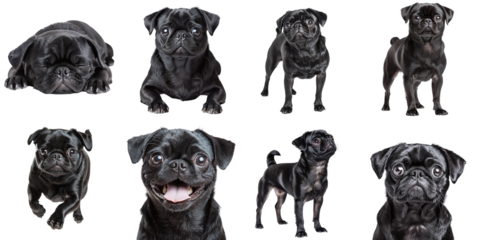 Set of black pug dogs isolated on transparent background PNG
