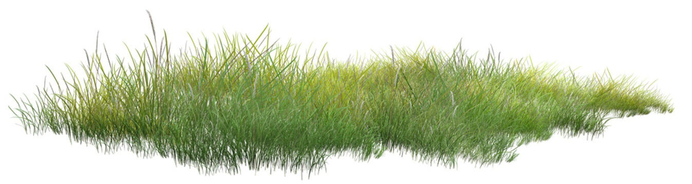 grass isolated on white background/Isolated grass meadow foliage plants in green nature PNG, fresh vegetation lawn pasture for summer growth.