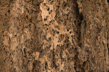 Bark weathered texture, closeup 