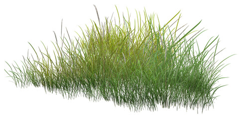 Green grass meadow with fresh foliage leaves, natural plants and outdoor environment