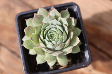 rojnik Sempervivum Romantic Ritter
