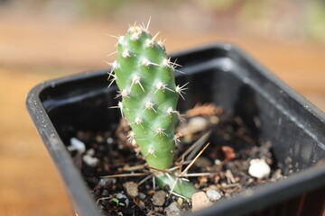 Kaktus opuncja opuntia fragilis
