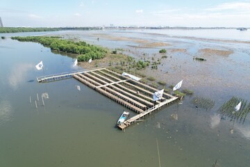 Mangrove planting area on the coast, symbol of coastal protection, reforestation, and climate change mitigation.