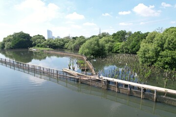 Fototapeta premium Mangrove planting area on the coast, symbol of coastal protection, reforestation, and climate change mitigation.