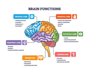 Brain functions are illustrated with labeled lobes, highlighting cortex, brainstem, and cerebellum roles. Outline diagram