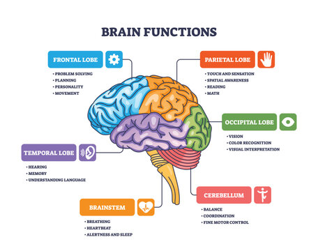Brain functions are illustrated with labeled lobes, highlighting cortex, brainstem, and cerebellum roles. Outline diagram