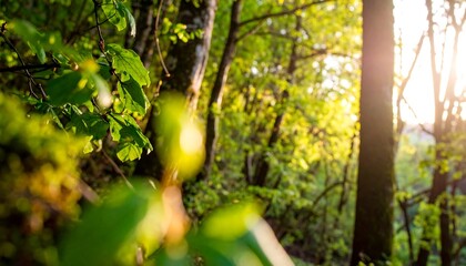 Lush forest at sunrise