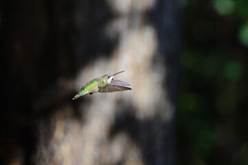 Hummingbird in Flight with Blurred Background