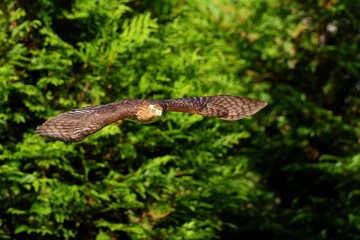 Hawk in Mid-Flight Over Green Forest