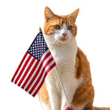 Orange and white cat holding a small american flag in front of a white wall on a sunny day outside