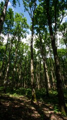 Lush forest canopy (3)