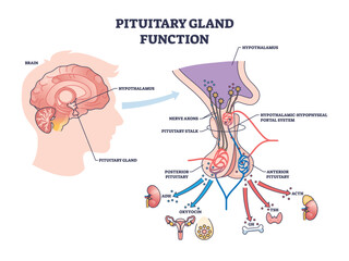 Pituitary gland function is shown with brain, pituitary gland, and hormone pathways, illustrating hormone regulation in the body. Diagram