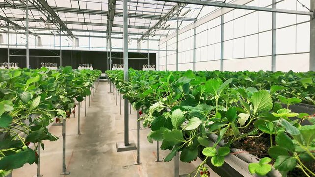 Tech meets food as modern greenhouse farming integrates innovation with agriculture. Smart systems reshape how food is grown, harvested, and delivered for global sustainability and fresh nutrition.