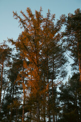autumn forest.  jesienny las